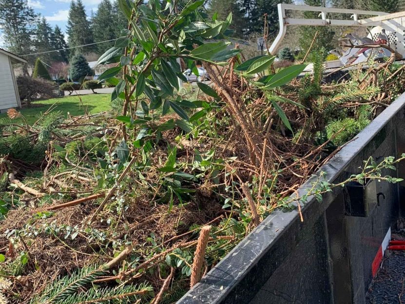 Pile of trimmed tree branches in a dump trailer