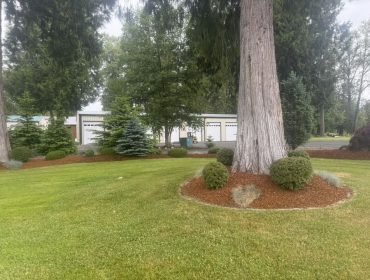 Lawn with a round mulched tree bed