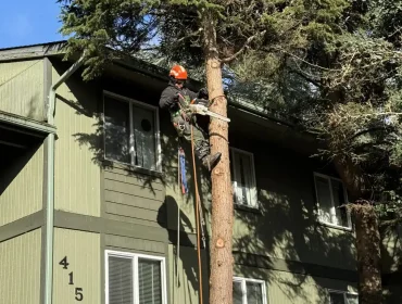 Arborist trimming a tall pine tree next to a house