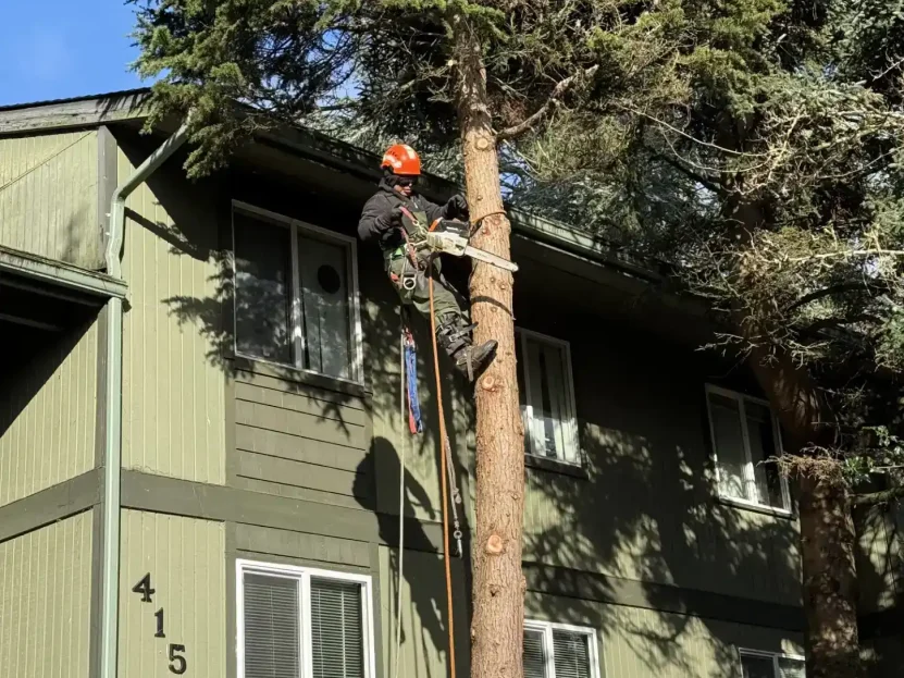 Arborist trimming a tall pine tree next to a house