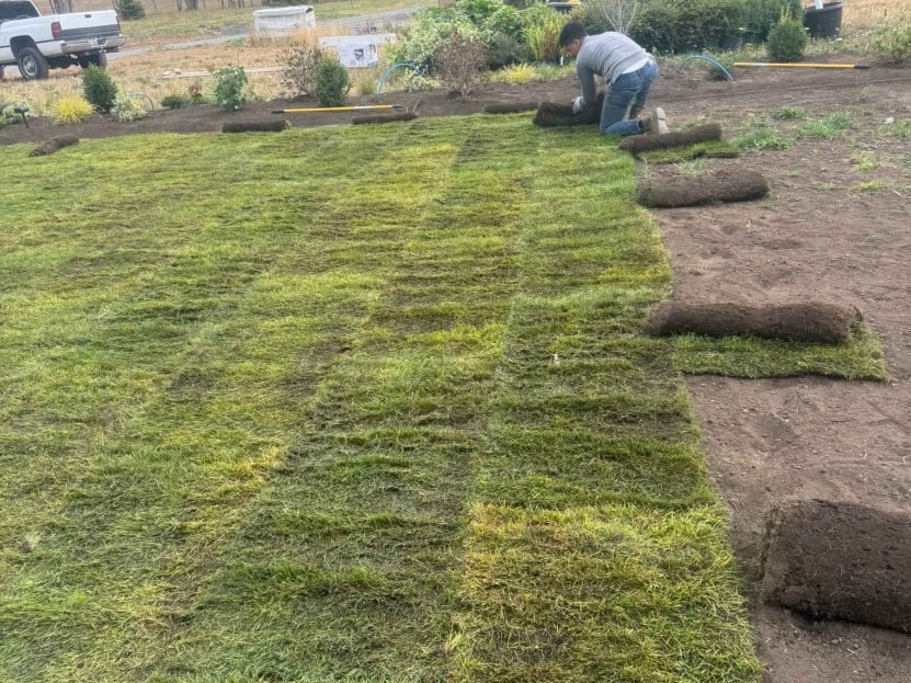 Rolled sod being laid on prepared soil