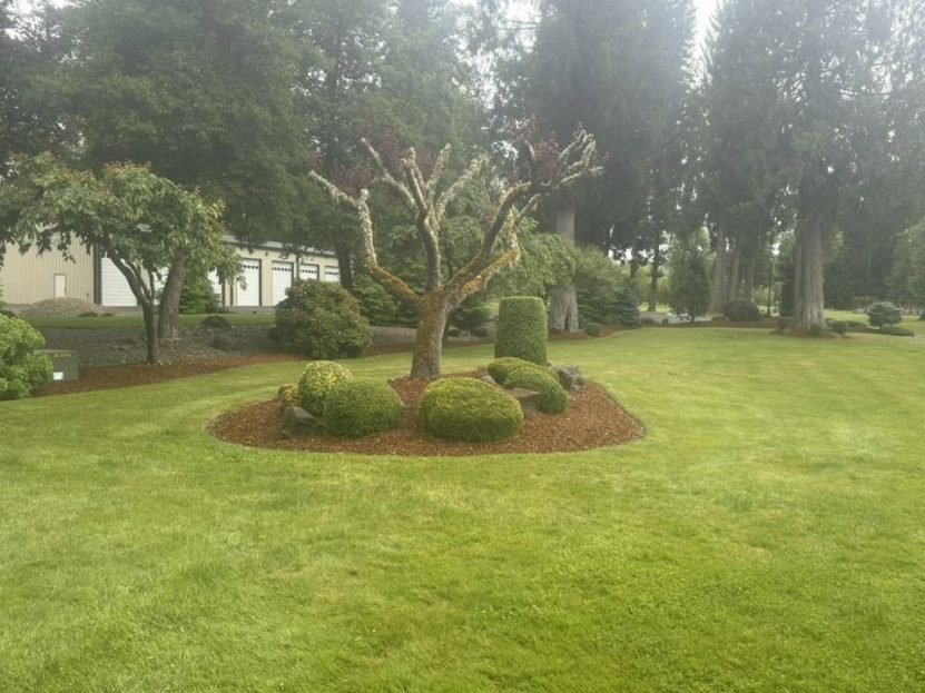 Large lawn with a mulched tree island